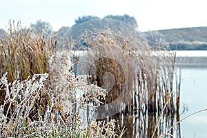 Frost-covered grass and reeds on the shore river