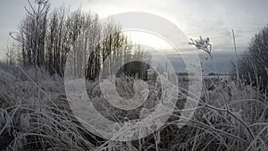 Frost covered grass stalks, time lapse 4K