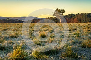 Frost covered grass and twisted tree illuminated by sunrise, Pheonix Park