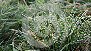 Frost covered grass on winter day in a field