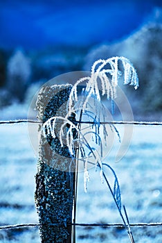 Frost covered grasses hang on a fencepost early in the morning.