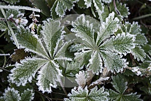 Beautiful patterned leaves are covered with white cristae of hoarfrost