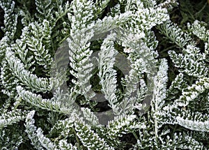 Beautiful patterned leaves are covered with white cristae of hoarfrost