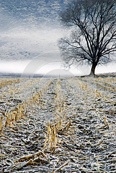 Frost covered harvested corn field