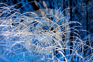 Frost-covered hays in sunshine