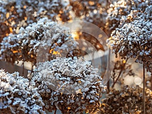 Frost-covered hortensia flowers