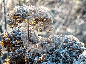 Frost-covered hortensia flowers