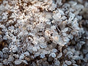 Frost-covered hortensia flowers