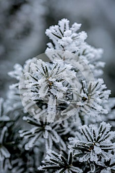 Frost covered juniper branch on winter day