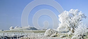 Frost covered landscape