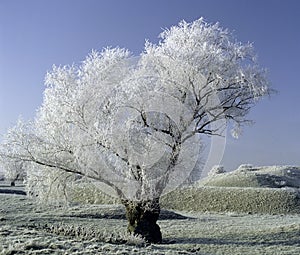 Frost covered landscape