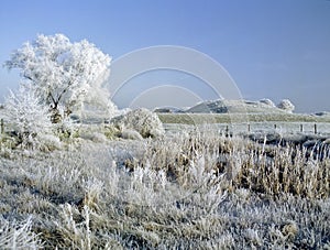 Frost covered landscape