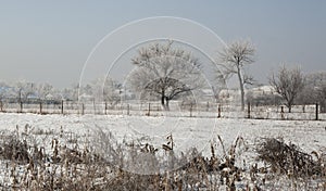 Frost covered landscape