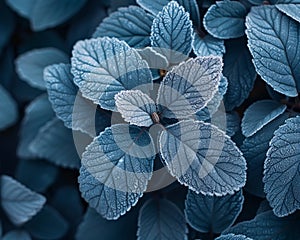 Frost-covered leaves on a brisk winter morning