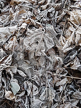 Frost covered leaves on an early autumn morning