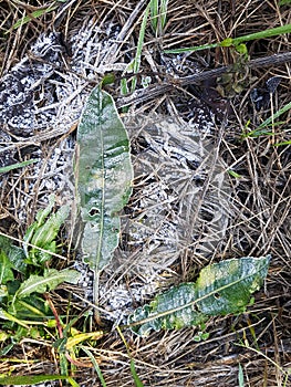 Frost covered leaves on an early autumn morning