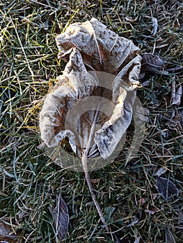 Frost covered leaves on an early autumn morning