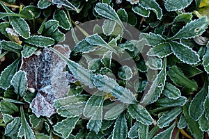 Frost-covered leaves in the garden