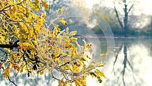 Frost-covered oak branch with golden autumn leaves on the background of the river