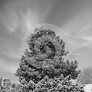 Frost covered pine tree against a dramatic overcast sky in monochrome with copy space.