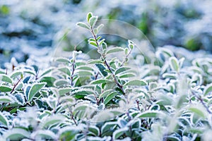 Frost covered plant