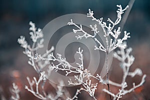 Frost-covered plants in autumn forest. Macro image. Autumn nature background