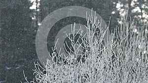 Frost covered plants on a windy morning during a cold winter day