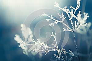 Frost-covered plants in winter forest. Abstract winter nature background