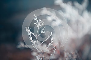 Frost-covered plants in winter forest. Macro image