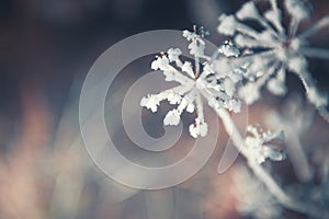 Frost-covered plants in winter forest. Winter nature background