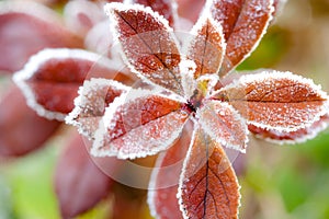 Frost covered red leaves