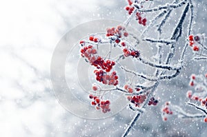 Frost-covered red rowan berries on a tree during a snowfall