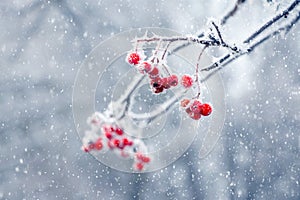 Frost-covered red rowan berries on a tree during a snowfall