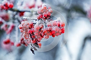 Frost-covered red rowan berries on a tree in winter