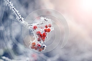 Frost-covered rowan branch with red berries on a tree in winter morning at sunrise