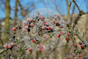 Beeren kristalle 