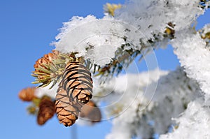 Frost Covered Spruce Tree Branch