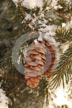 Frost Covered Spruce Tree Branches with Pine Cones