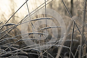 frost-covered stems shine from the sun`s rays