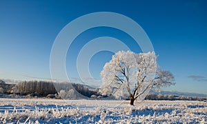 Frost covered tree