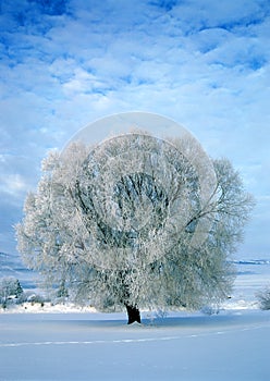 Frost Covered Tree