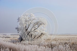 Frost covered tree in prairie marsh