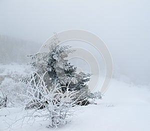 Frost-covered tree