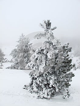 Frost-covered tree