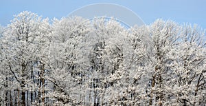 Frost Covered Treeline photo