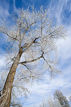 Frost covered trees