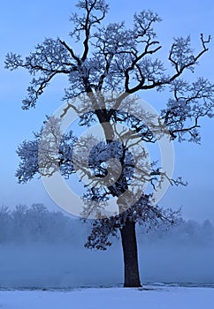 Frost covered trees against a blue sky