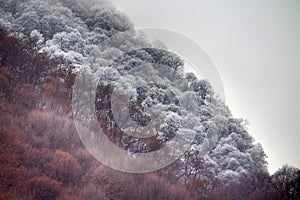 Frost-covered trees, bushes, grasses with coming frost photo