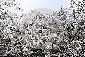 Frost-covered trees, bushes, grasses with coming frost photo