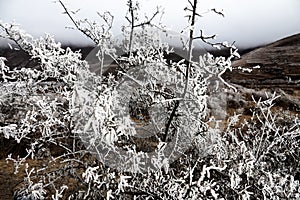 Frost-covered trees, bushes, grasses with coming frost photo